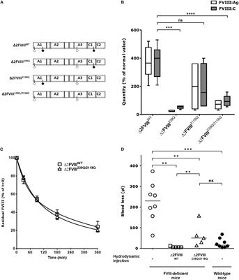 Removal of Mannose-Ending Glycan at Asn2118 Abrogates FVIII Presentation by Human Monocyte-Derived Dendritic Cells